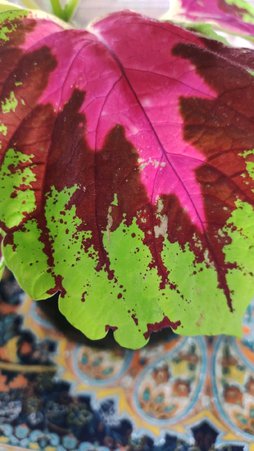 لکه قهوه‌ای روی برگ