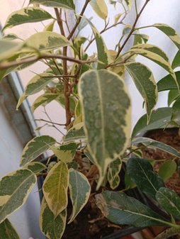 خشک شدن برگ