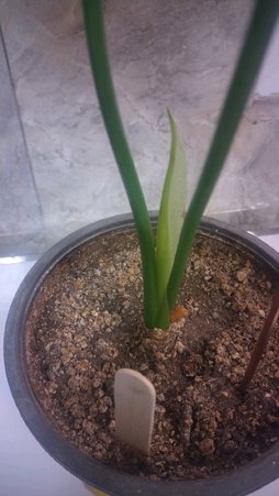 عدم برگ دهی