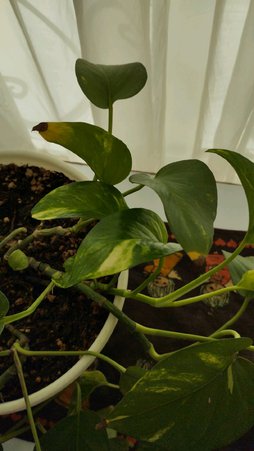 نوک سوزی برگ پتوس