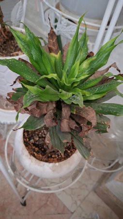 مشکل این دراستا چیه