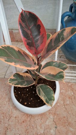 این چه گیاهیه