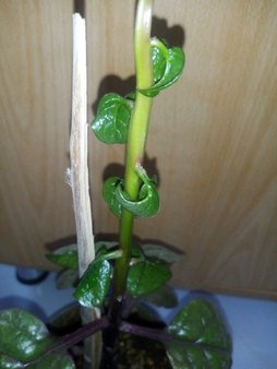 پیچ خوردن برگ ها