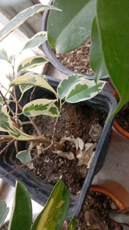 خیس موندن خاک گلدان