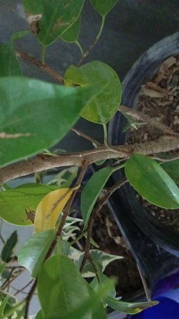 زرد شدن برگ گل