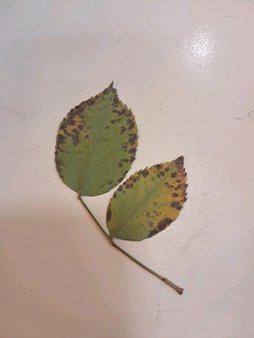 علت نقطه های روی برگ رز