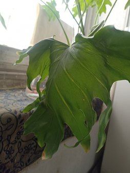 پژمردهگی برگ ها