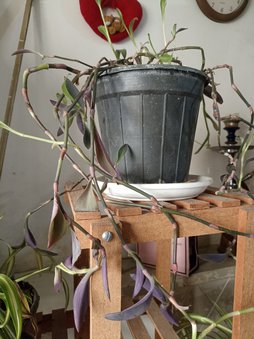 بی برگ بودن وخشک شدن برگ ها