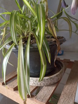 خشک شدن برگ ها