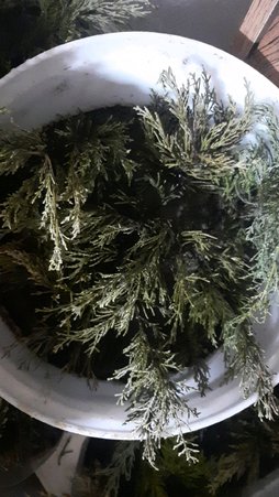 قه لاوسون زدم قارچ گش هم دادم ولی طبق تصویر شده توضیح بده چه باید بکنم