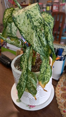 زرد و خشک شدن سربرگ آگلونما