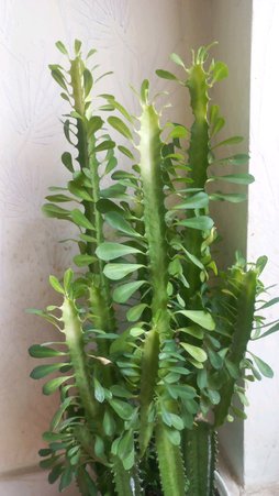 ازبین بردن افت مگس سفید روی گل افوربیا