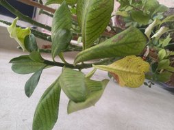 گلآریس
