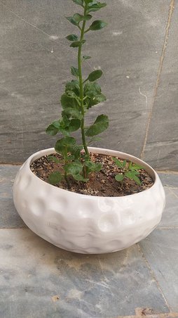 گلآریس