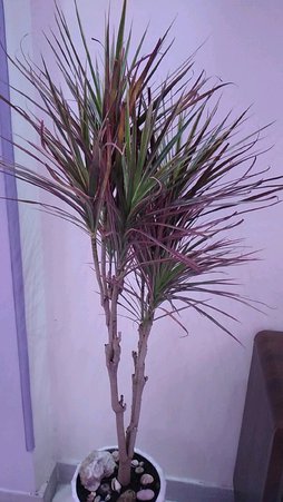 گلآریس