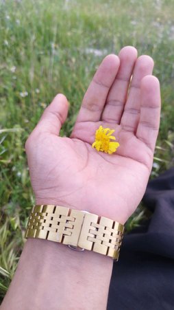 گلآریس