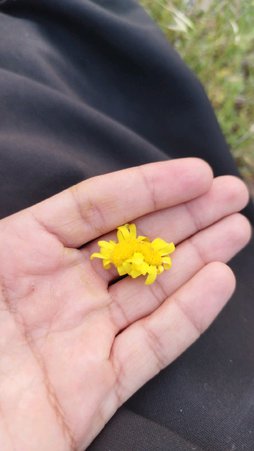 گلآریس