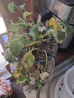 راهکار برای زنده کردن پتوس
