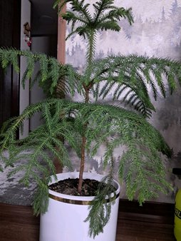علت بی حالی کاج مطبق