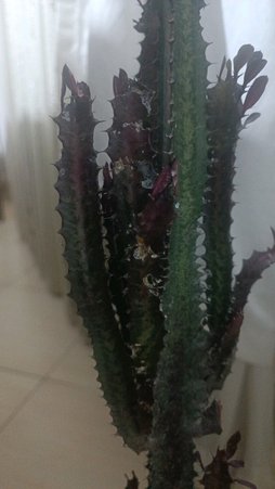 گلآریس