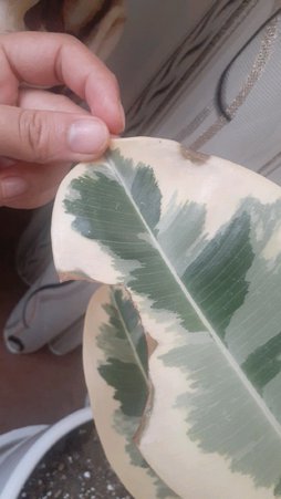 لکه های قهوه ای