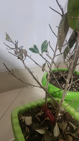 آفات و بیماری