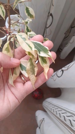 گلآریس