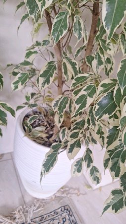 بنجامین