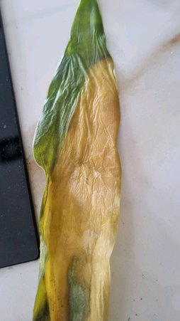 برگها دونه دونه زرد میشه