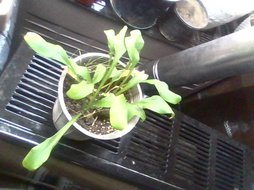 شرایط نگهداری هوستا ابلق