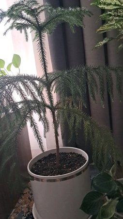 علت خشک شدن برگ های پایینی کاج