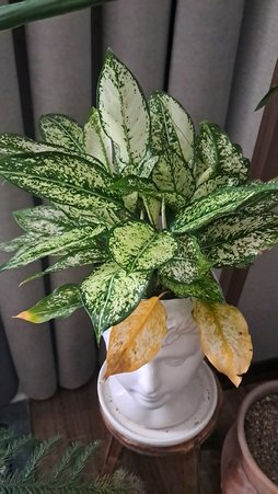 علت زرد شدن برگ