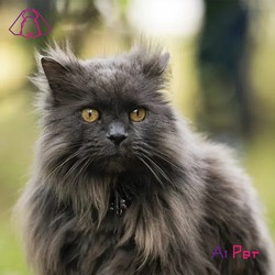 چنتیلی-تیفانی