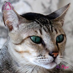 مائو عربی