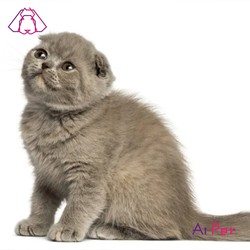 فولدکس