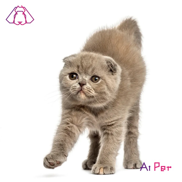 فولدکس-3