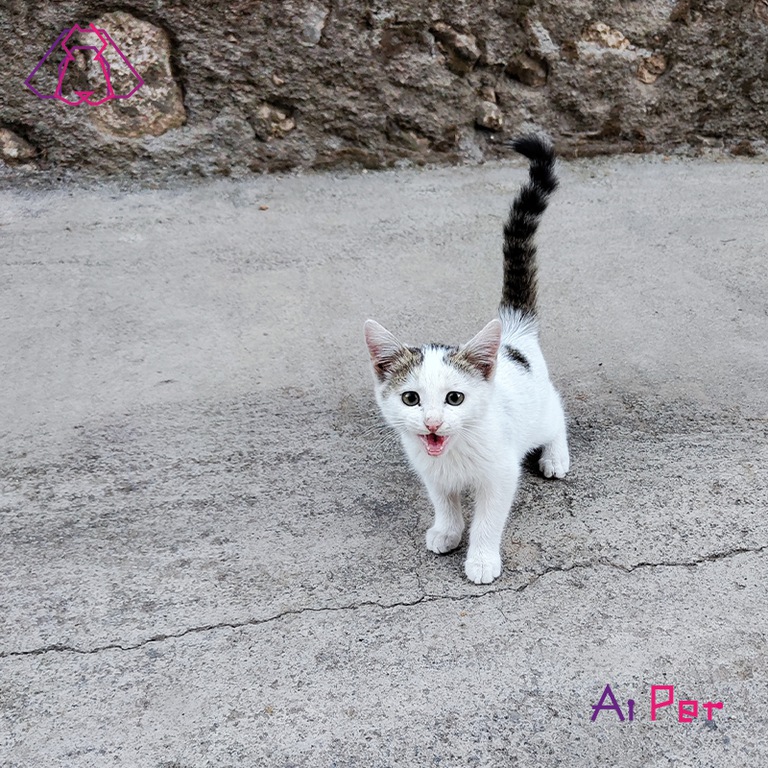 اژه‌ای-3
