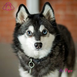 آلَسکَن کِلی کای