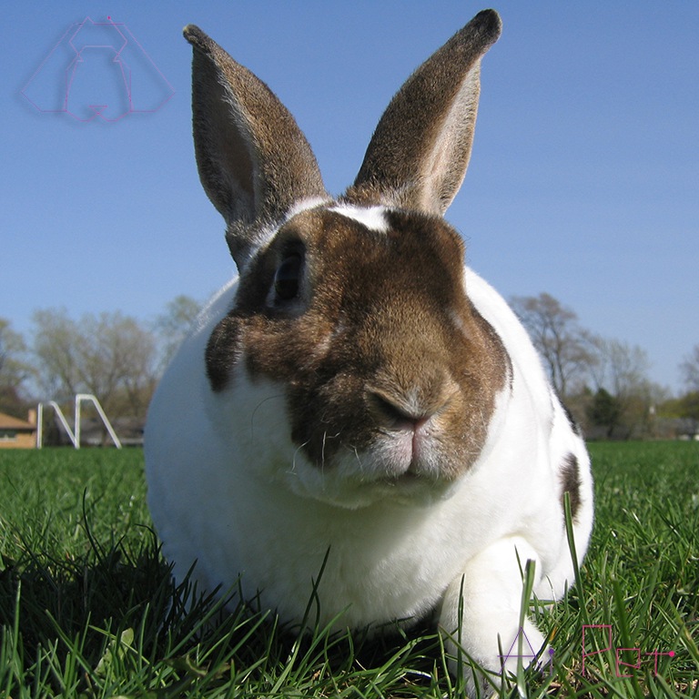 خرگوش رکس-1