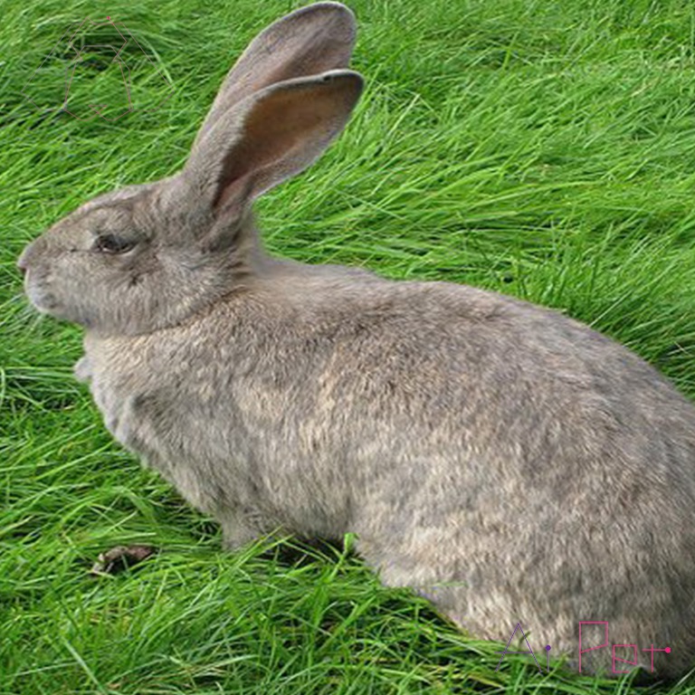 خرگوش غول پیکر قاره ای-2