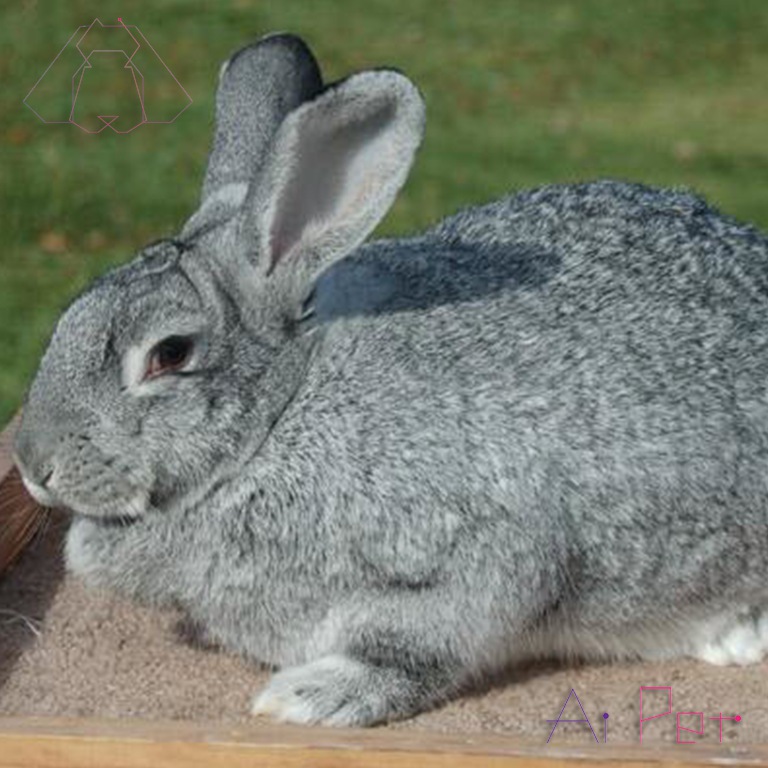 خرگوش غول پیکر چینچیلا-3