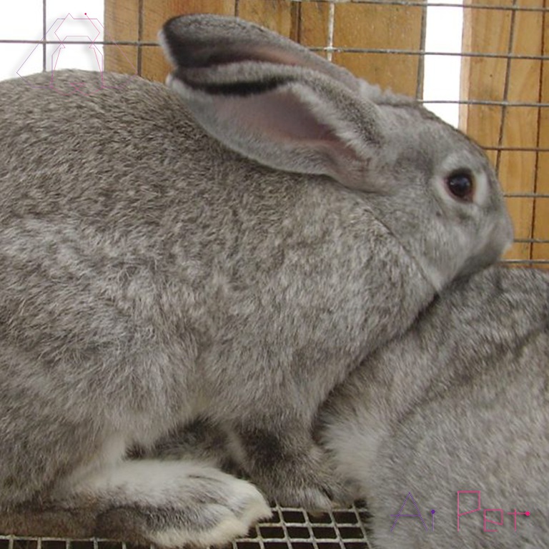 خرگوش غول پیکر چینچیلا-2