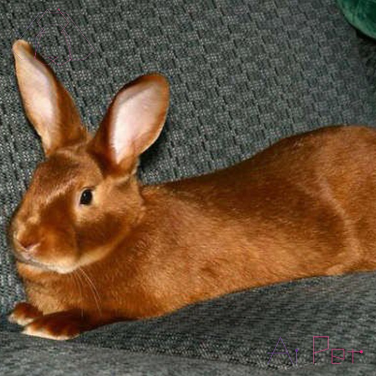خرگوش ساتن-4