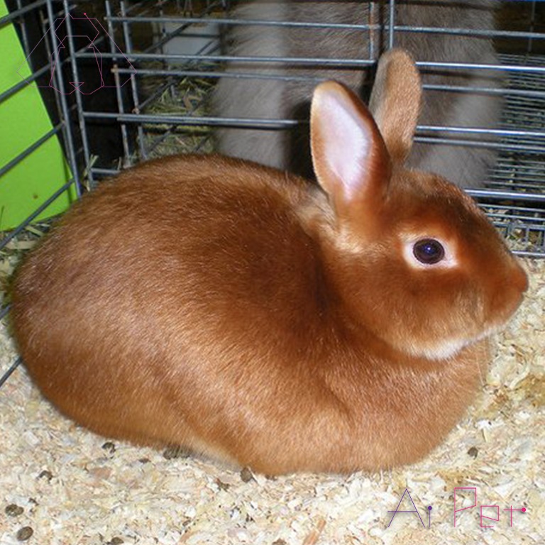 خرگوش ساتن-3