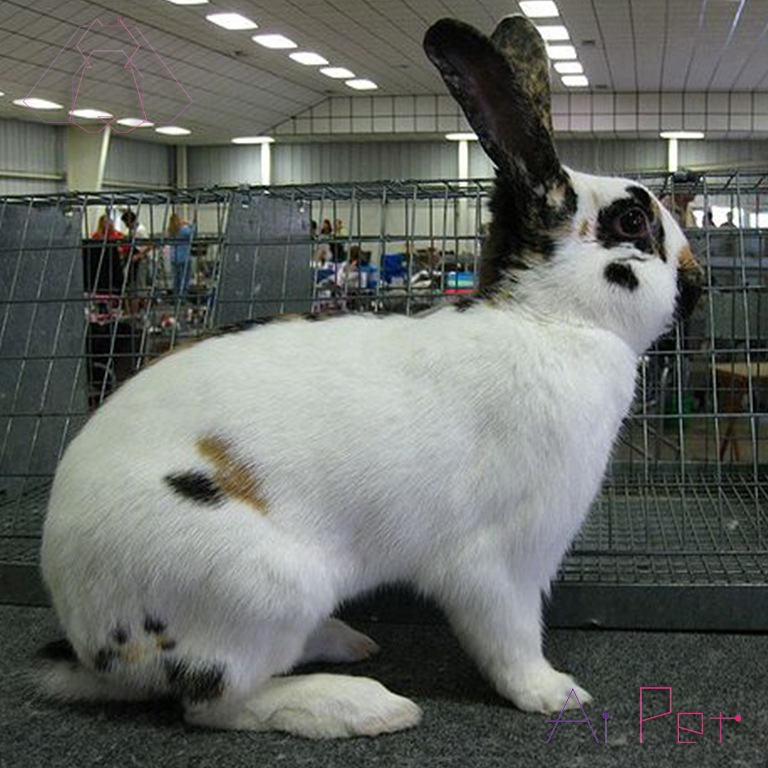 خرگوش راین لندر-1