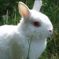 خرگوش بریتانیایی کوچک