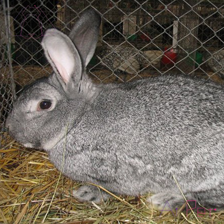 خرگوش چین چیلای آمریکایی-3
