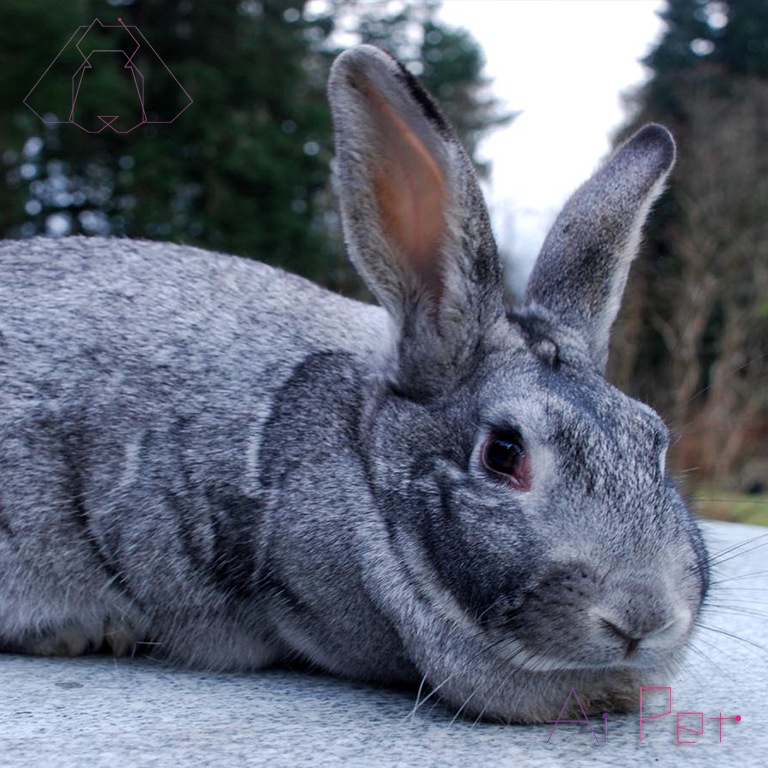 خرگوش چین چیلای آمریکایی-1