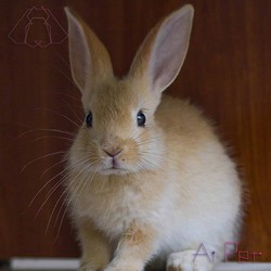 خرگوش کرم-نقره ای