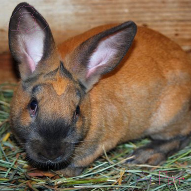 خرگوش دارچینی-1